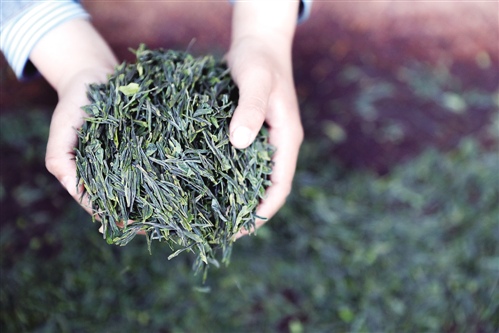 星巴克 从咖啡到茶园的跨界探索与生活美学